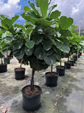 Twist Ficus Lyrata